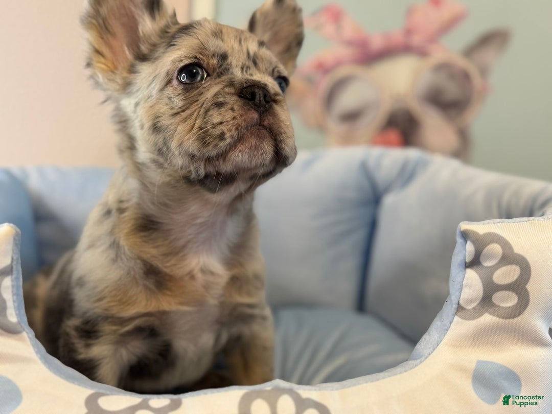 French Bulldog dogs for sale: Beth - Image 1