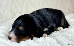 Aussiedoodle dogs for sale: Btf1 - Listing for pets: Btf1, Btf1 - Image 4
