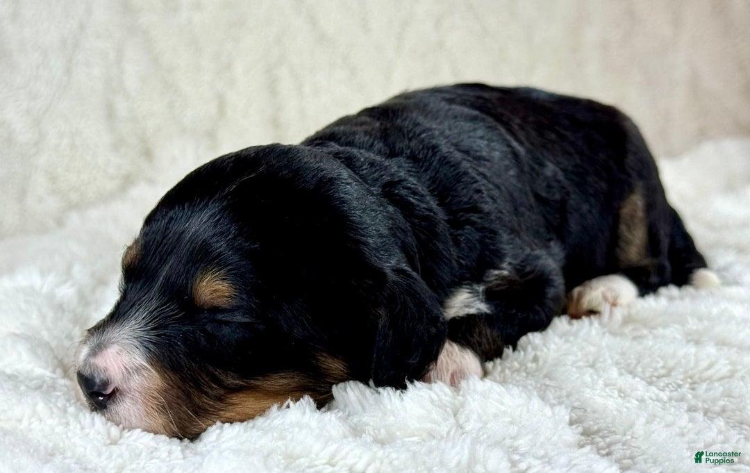 Aussiedoodle dogs for sale: Btf1 - Listing for pets: Btf1, Btf1 - Image 4