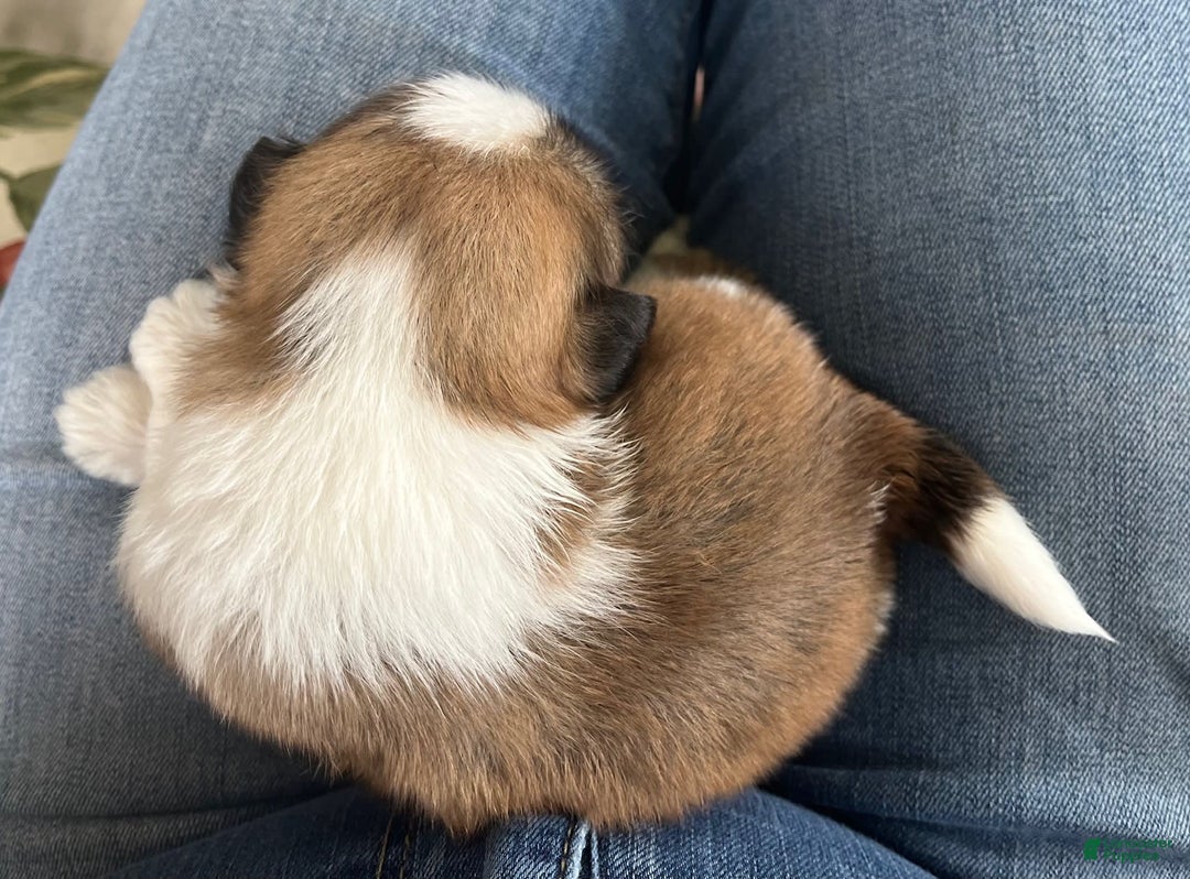 Shih Tzu dogs for sale: Ollie - Image 5