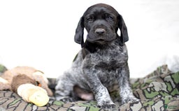 German Shorthaired Pointer dogs for sale: German Shorthaired Pointer 6 puppies - Image 7
