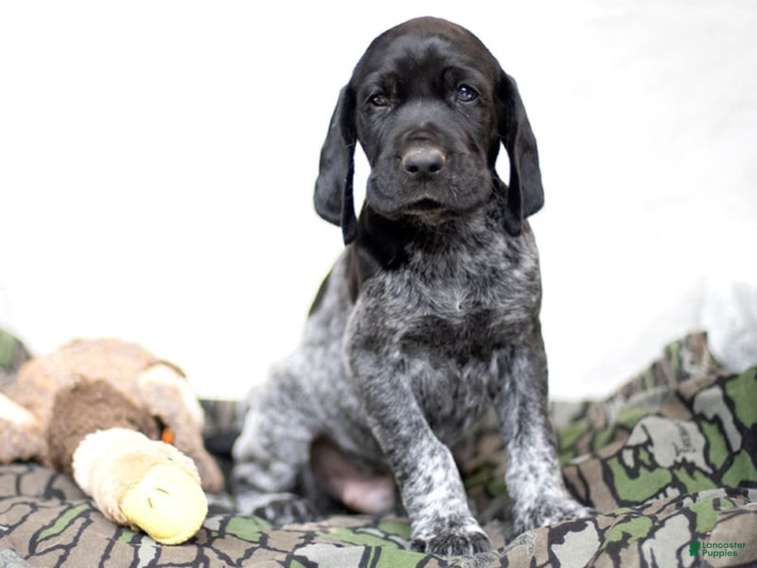 German Shorthaired Pointer dogs for sale: German Shorthaired Pointer 6 puppies - Image 7
