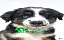 Miniature Australian Shepherd dogs for sale: Twinkle - Image 7