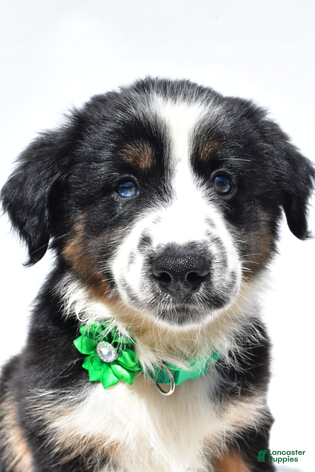 Miniature Australian Shepherd dogs for sale: Twinkle - Image 7