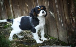 Cavalier King Charles Spaniel dogs for sale: Nero - Image 12