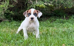 Boxer dogs for sale: Lilo - Image 1