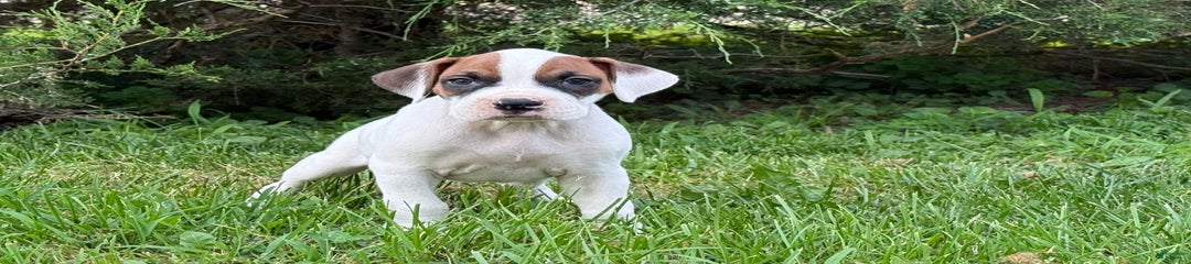 Lilo