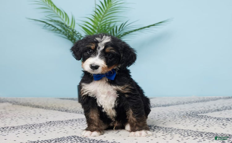 Bernedoodle dogs for sale - Ad 4