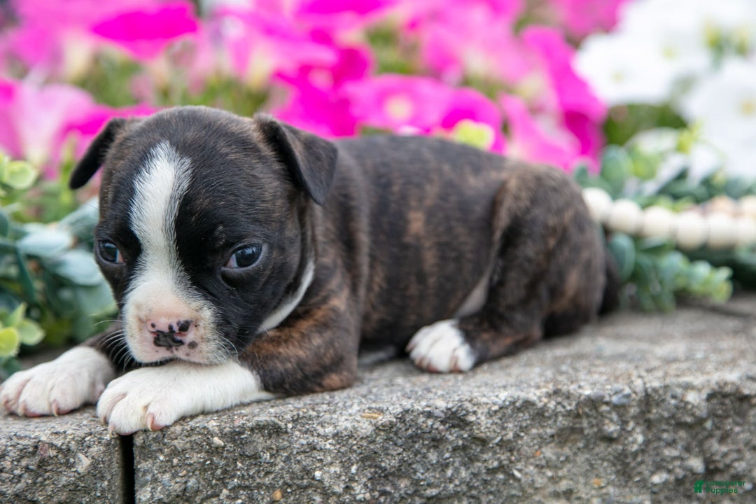 Boston Terrier dogs for sale: Margie - Image 4