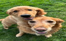 Golden Retriever dogs for sale: Finn - Image 3