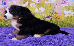Bernese Mountain Dog dogs for sale: Sunset - Image 3