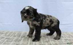 Cocker Spaniel dogs for sale: Reggie - Image 5