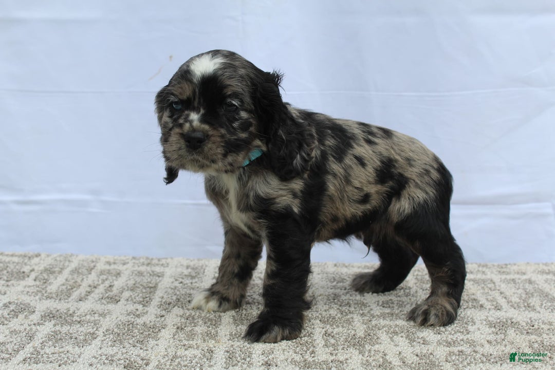 Cocker Spaniel dogs for sale: Reggie - Image 5