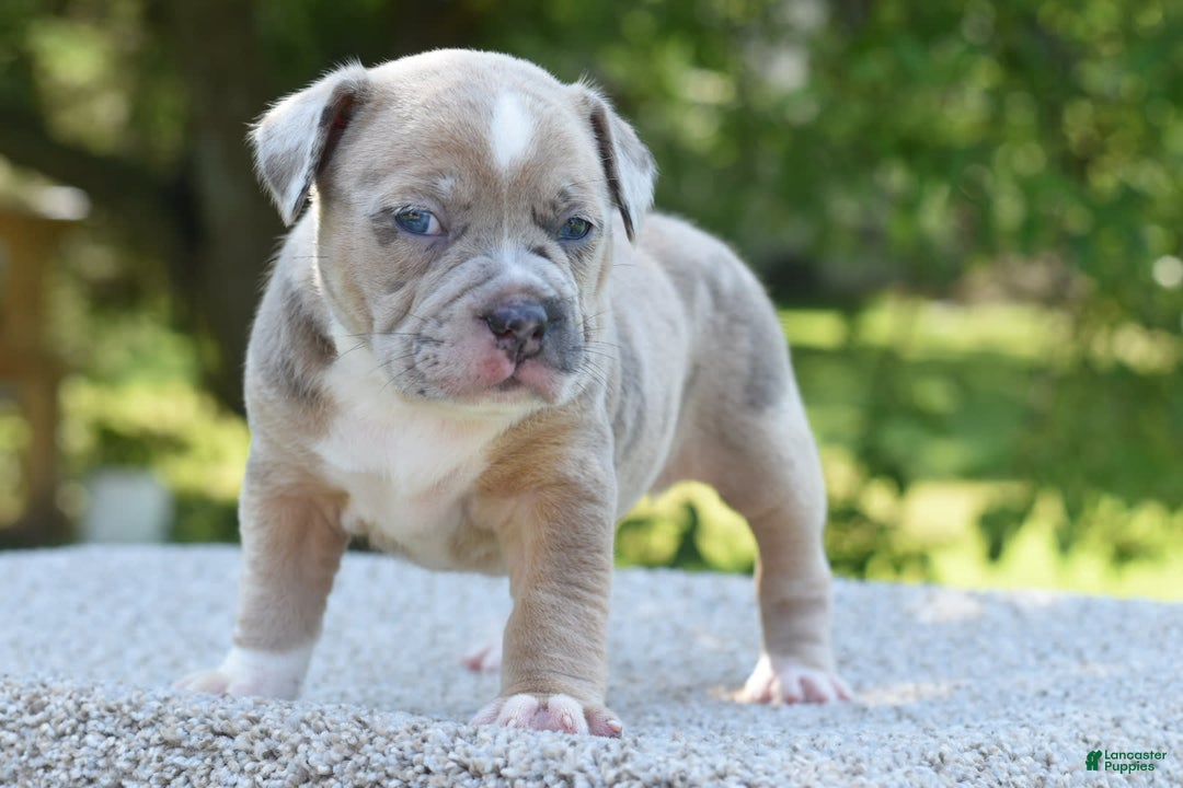 Olde English Bulldogge dogs for sale: Rosie Mini Bulldogge - Image 7