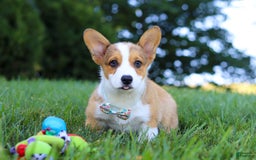Welsh Corgi Pembroke dogs for sale: Bentley - Image 5
