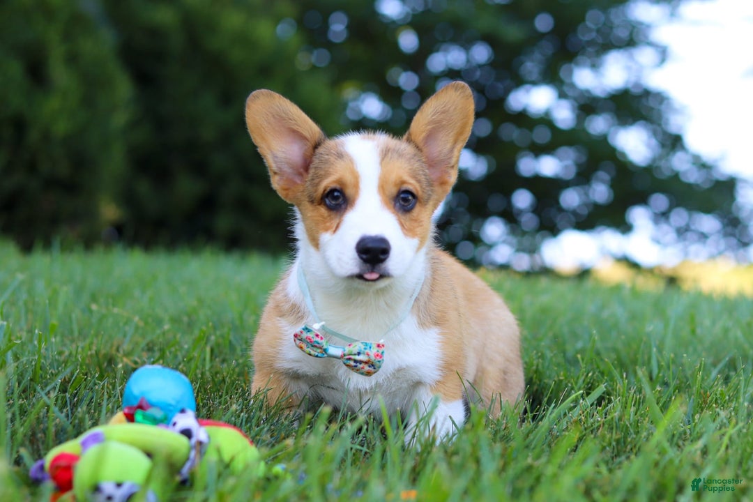 Welsh Corgi Pembroke dogs for sale: Bentley - Image 5
