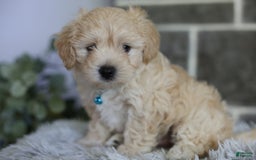 Maltipoo dogs for sale: Yogi - Image 16