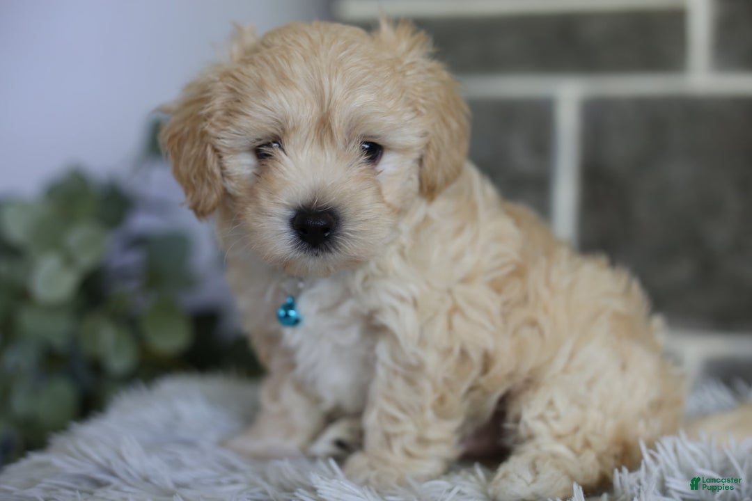 Maltipoo dogs for sale: Yogi - Image 16