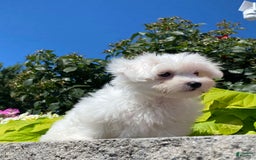 Coton De Tulear dogs for sale: Charles - Image 2