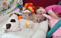 French Bulldog dogs for sale: Odin Akc - Image 16
