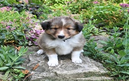 Shetland Sheepdog dogs for sale: Sparky - Image 2