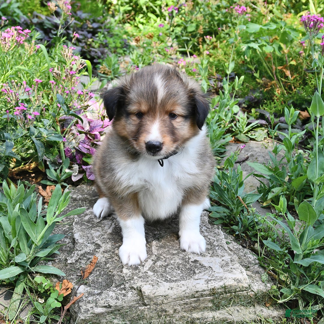 Shetland Sheepdog dogs for sale: Sparky - Image 2