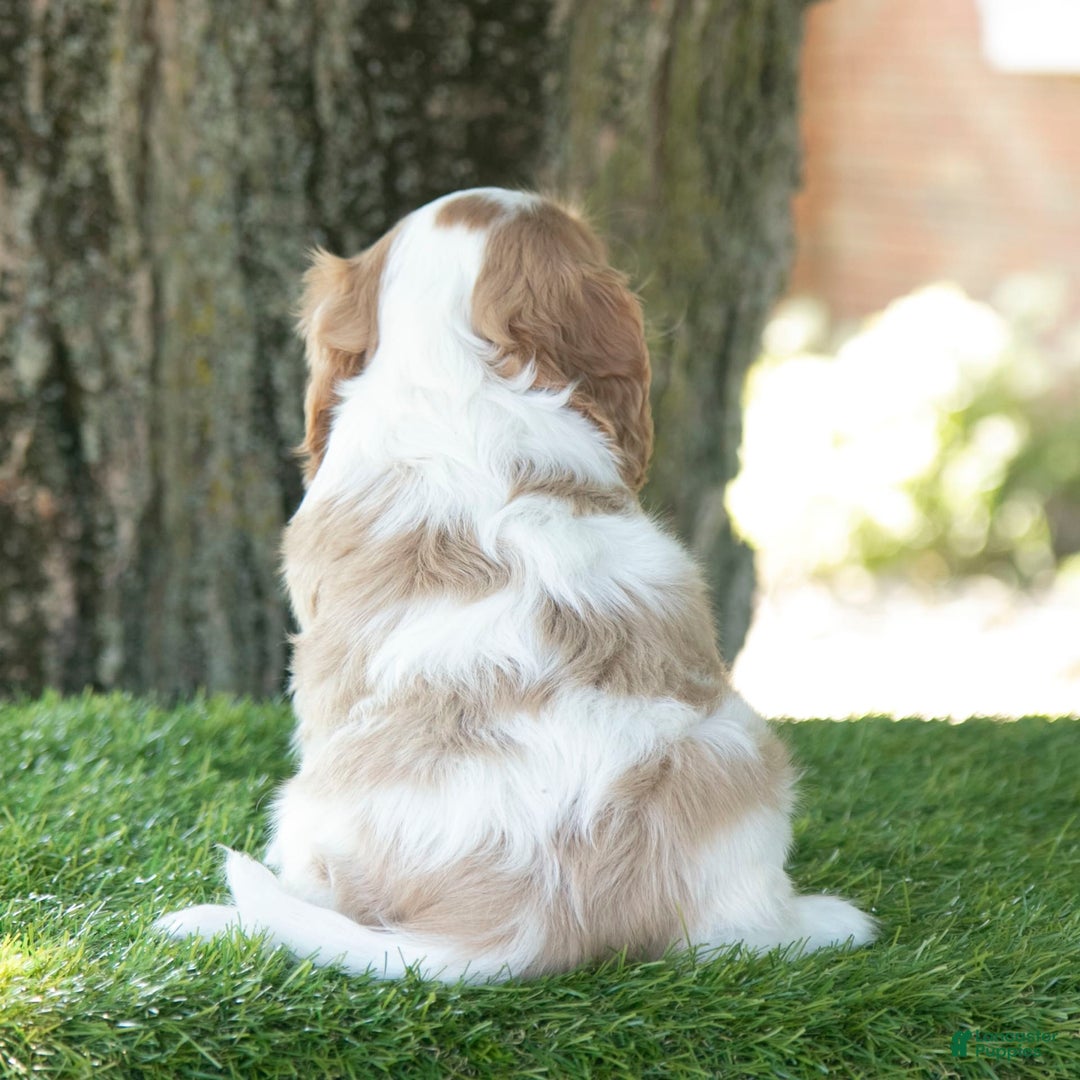 Cavalier King Charles Spaniel dogs for sale: Sarge - Image 4