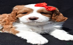 Mini Goldendoodle dogs for sale: Rocky - Image 5