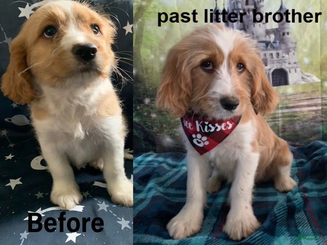 Beagle dogs for sale: Bassetdoodles - Image 22