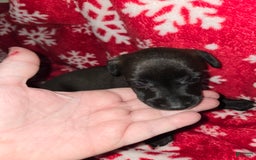 Chihuahua dogs for sale: Black Girl 3 - Image 3