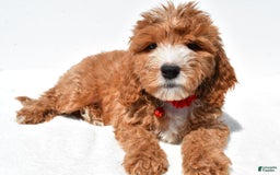 Mini Goldendoodle dogs for sale: Twinkie - Image 5