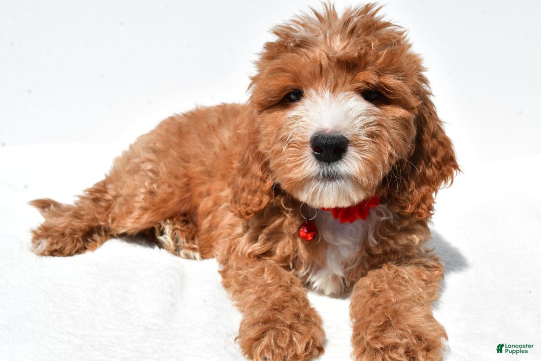 Mini Goldendoodle dogs for sale: Twinkie - Image 5