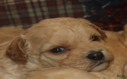 Cavachon dogs for sale: Hanna Male 2 - Image 1