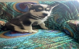 Pomsky dogs for sale: Reggie - Image 5