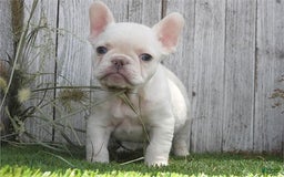 French Bulldog dogs for sale: Mini White - Image 2