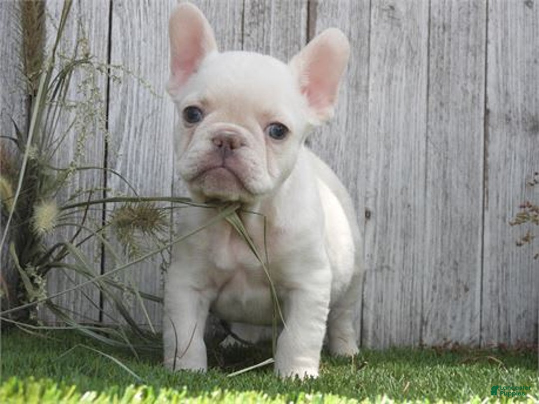 French Bulldog dogs for sale: Mini White - Image 2