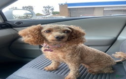 Maltipoo dogs for sale: Adorable Maltipoo - Image 4