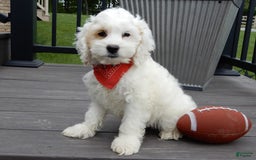 Cockapoo dogs for sale: Teddy - Image 9