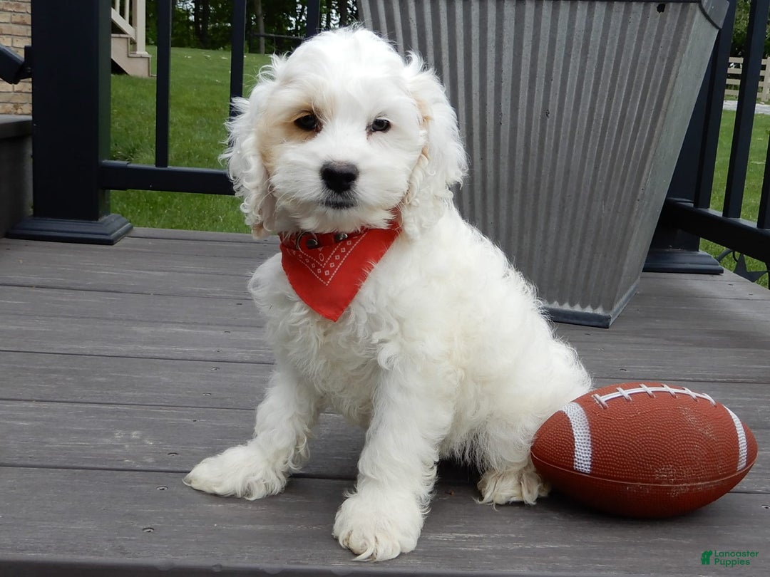 Cockapoo dogs for sale: Teddy - Image 9