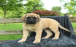 English Mastiff dogs for sale: Macey - Image 1