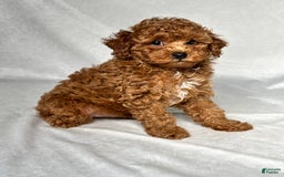 Miniature Poodle dogs for sale: Hudson - Image 4