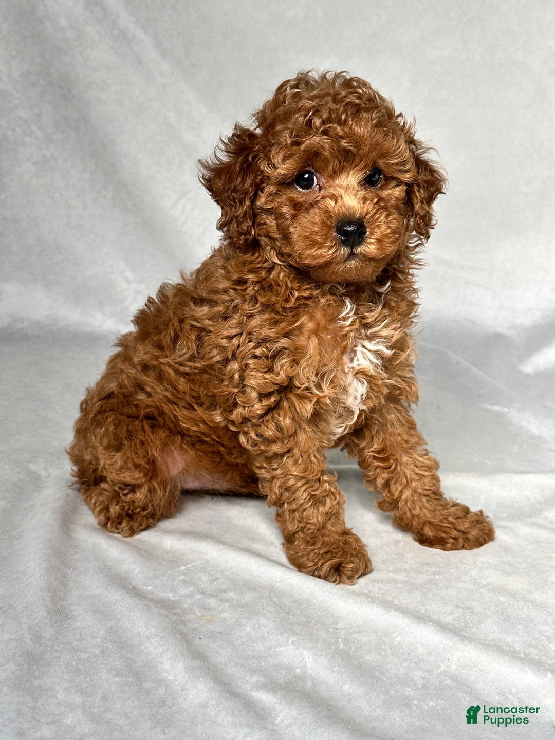 Miniature Poodle dogs for sale: Hudson - Image 4