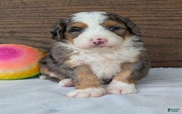 Mini Bernedoodle dogs for sale: Indy - Image 8