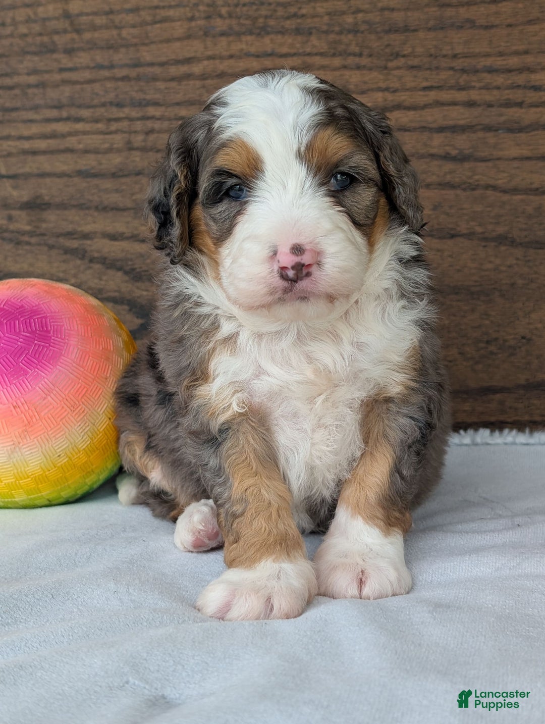 Mini Bernedoodle dogs for sale: Indy - Image 8