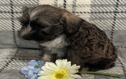 Miniature Schnauzer dogs for sale: Jasper - Image 1