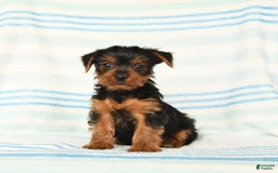 Yorkshire Terrier dogs for sale: Matthew - Image 3