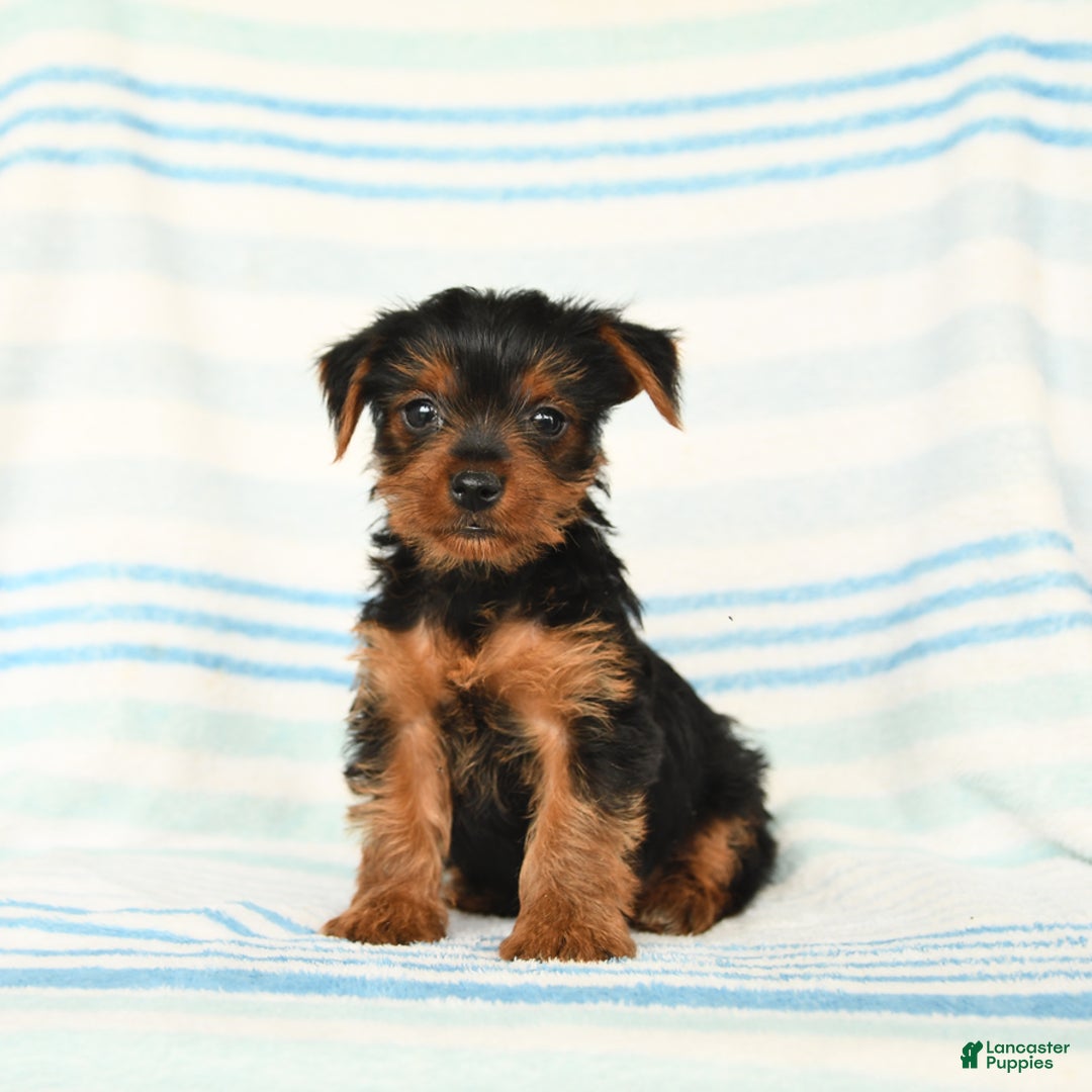 Yorkshire Terrier dogs for sale: Matthew - Image 3