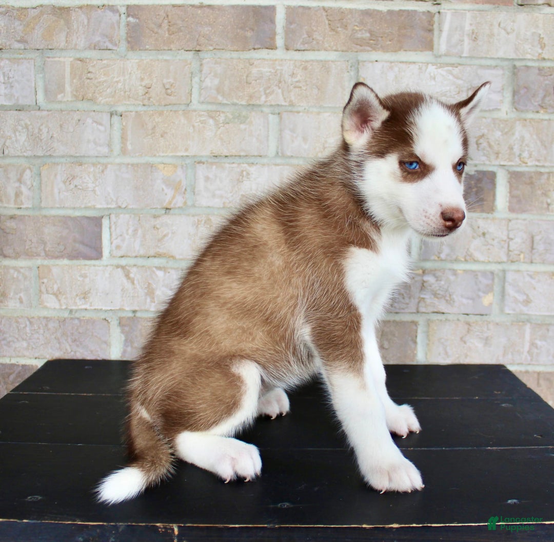 Siberian Husky dogs for sale: Alice - Image 6