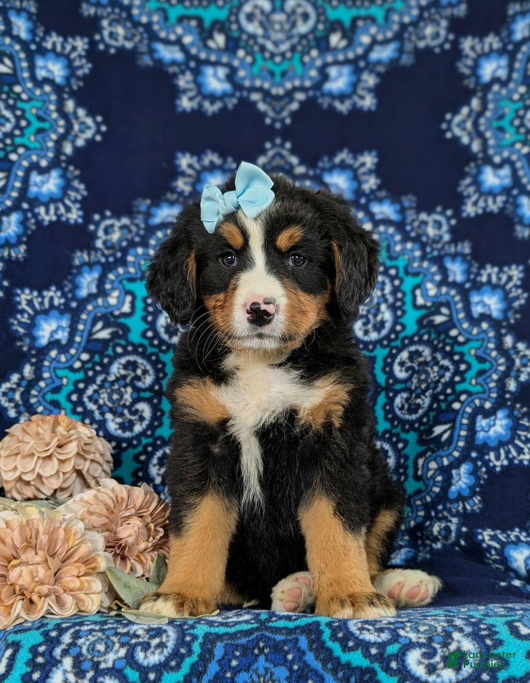 Bernese Mountain Dog dogs for sale: Gemini - Image 4