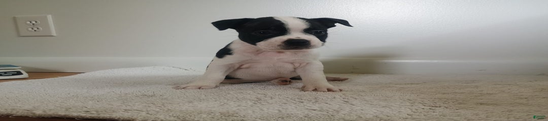 Samantha